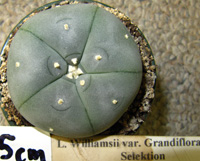 L.Williamsii var. grandiflora from Selektion 4 to 5cm